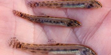 Både voksne pigsmerlinger og yngel er fundet flere steder i Kolding Å-systemet ved Dons-søerne. Fundet er opsigtsvækkende, fordi den beskyttede fisk hidtil ikke har været kendt fra denne del af Jylland. foto: Fiskeatlas KU - NIRAS og Eddie Bach