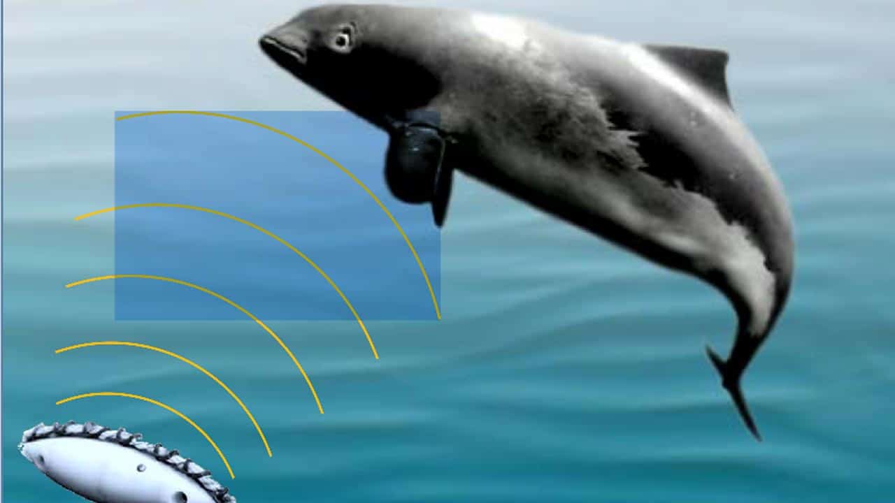 Read more about the article Elektroniske Pinger både tiltrækker og frastøder havpattedyr