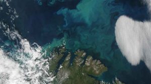 Ny norsk forskning viser, hvordan lys, vind og omrøring i havet afgør, hvornår plankton blomstrer og dermed hvordan hele fødekæden fra dyreplankton til fisk påvirkes. foto: NASA