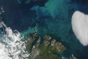 Ny norsk forskning viser, hvordan lys, vind og omrøring i havet afgør, hvornår plankton blomstrer og dermed hvordan hele fødekæden fra dyreplankton til fisk påvirkes. foto: NASA