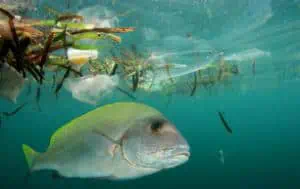 Read more about the article EU – Plastforurening i havet omkring fiskeriet kommer i offentlig høring