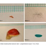 Teknisk rapport fra DCE viser kun lidt mikroplast i havpattedyr. foto: Disse fire stykker mikroplast blev fundet i sælernes maver. Hver blå tern er 1 gange 1 millimeter og giver dermed indtryk af størrelsen. Foto fra rapporten.