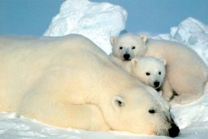 Klimaforandringer skubber fiskene mod polerne  Foto: taget af Steve Amstrup i pakisen omkring Beaufort Sea