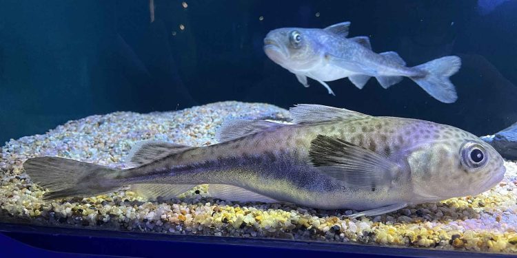 Polartorsken er en lille torskeart, der spiller en stor rolle i de marine økosystemer i Grønland. foto: wikiepdia