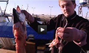 Polske fiskere har også uoverskuelige sælproblemer