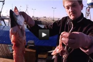 Polske fiskere har også uoverskuelige sælproblemer