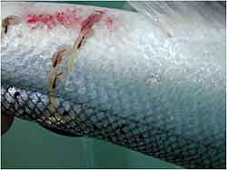 Prodfisk- Norge - Wikip