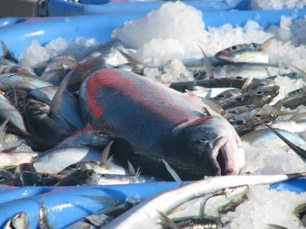 Read more about the article Spis fisk – og drop omega 3 olien