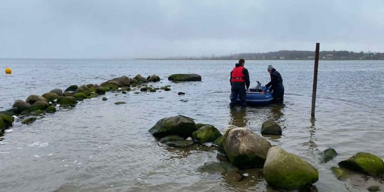 Nyt studie fra Aalborg Universitet overrasker forskere med, hvor hurtigt naturen egentligt reagerer på nye stenrev - og det er godt nyt for både fisk, tang og fremtidens havmiljø. foto: Danske Havne