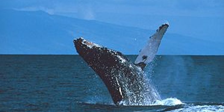 Men omfanget af R03;R03;industrien øger bekymring om dens indvirkning på hvalerne. Det drøfter man på Den Internationale Hvalfangstkommission (IWC) i Jersey.   Foto: Wikipedia