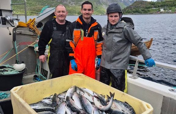 I løbet af sommeren har norske fiskere i samarbejde med forskere testet nye fiskeredskaber, der gør det muligt at fange pukkellaks i havet, uden at skade truede fiskearter som den vilde atlanterhavslaks. Resultaterne er allerede lovende ud foto: Moreforskning