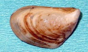 Den frygtede invasive musling Quagga er kommet til England.  foto: Quagga musling der nu er fundet i England - Wikipedia