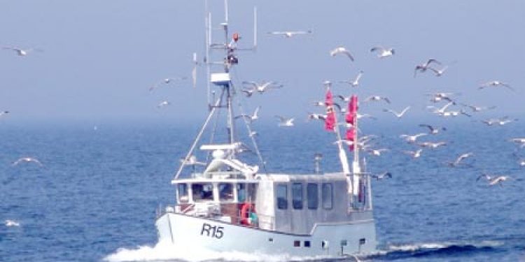 Forslugne sæler har dræbt Bornholms fiskeri.  Arkivfoto: R15 Helle af Listed - G.Vejen