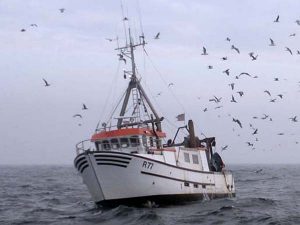 Anbefaling fra ICES om Østersø fiskeriet i 2013.  Foto: R77  Romus - fotograf JoThu