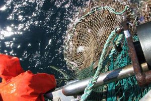 Mulighed for bytte af årsmængder af rødspætte i Nordsøen med rødspætte i Skagerrak.  FiskerForum