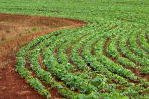 Satellitdata vender op og ned på fiskefoderets CO2-regnskab efter Biomar overrasker med nye data der viser, at den soja de benytter sig af i deres foder, belaster klimaet over 80 procent mindre end tidligere antaget. foto: Biomar