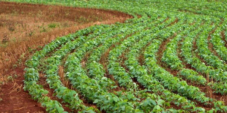 Satellitdata vender op og ned på fiskefoderets CO2-regnskab efter Biomar overrasker med nye data der viser, at den soja de benytter sig af i deres foder, belaster klimaet over 80 procent mindre end tidligere antaget. foto: Biomar