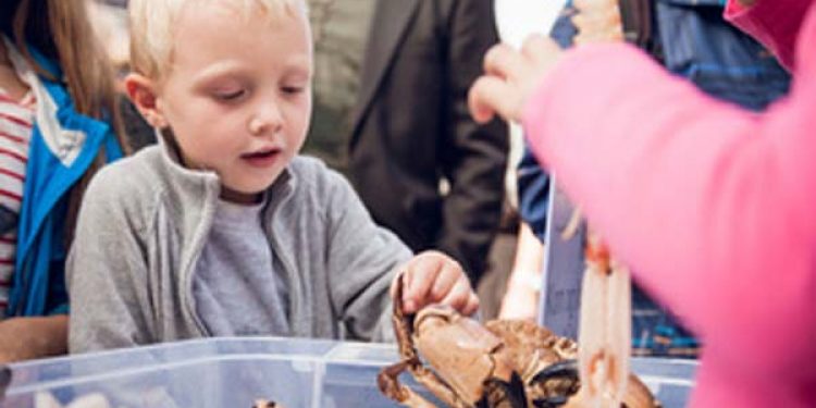 Fiskens Dag på Rådhuspladsen i København.  Foto: Fra Fiskens dag sidste år - Fiskebranchen