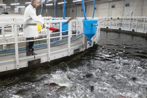 Akvakulturanlæg til 100 millioner planlægges i Skagen  Foto: RAS2020 anlæg i Schweiz til bæredygtig ørred- og lakseproduktion