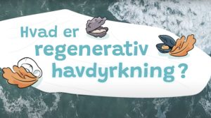 I havhøst-projekt »Haven i havet 2.0« arbejdes der på at integrere regenerativ havdyrkning i undervisningen på skoler og uddannelsesinstitutioner. foto: Havhøst