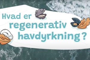 I havhøst-projekt »Haven i havet 2.0« arbejdes der på at integrere regenerativ havdyrkning i undervisningen på skoler og uddannelsesinstitutioner. foto: Havhøst