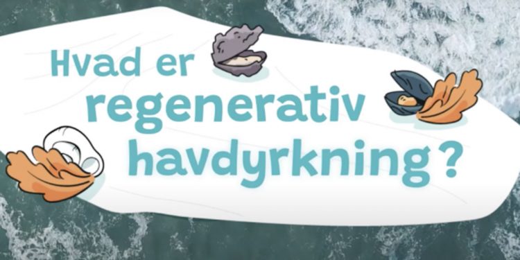 I havhøst-projekt »Haven i havet 2.0« arbejdes der på at integrere regenerativ havdyrkning i undervisningen på skoler og uddannelsesinstitutioner. foto: Havhøst