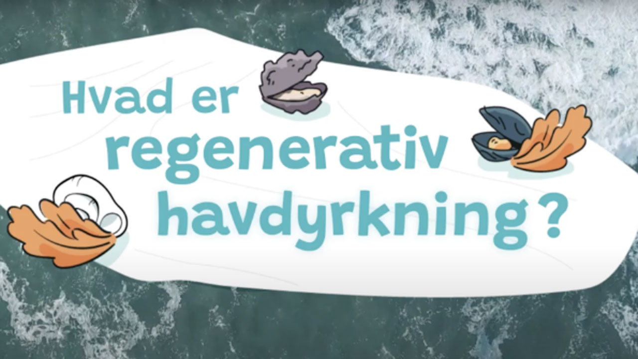 Read more about the article Hvad er »regenerativ havdyrkning«?