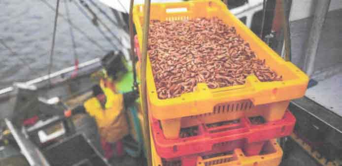 Efter seks magre år rapporterer det tyske rejefiskeri om et rekordår. Om branchen vii drage fordel af dette på lang sigt, er endnu uvist. foto: Sina Schuldt