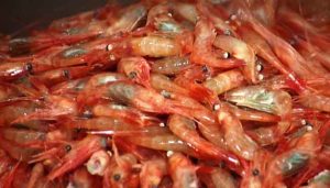 »Hvis der ikke handles fra naalakkersuisuts side, kan det ikke garanteres, at fabrikken kan holdes i drift hele året,« siger Bent Salling till Knr.gl.  foto: Poarseafood