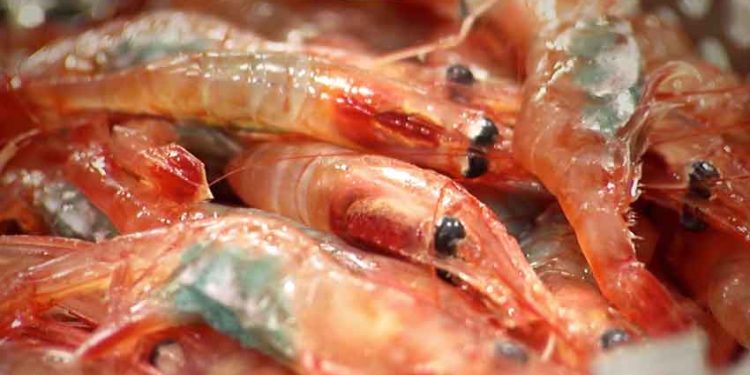 Ifølge Polar Seafoods direktør, Bent Salling, er situationen alvorlig, fordi fabrikken ganske enkelt ikke længere har sikker adgang til de nødvendige mængder rejer til at holde produktionen kørende hele året.  foto: Polarseafood