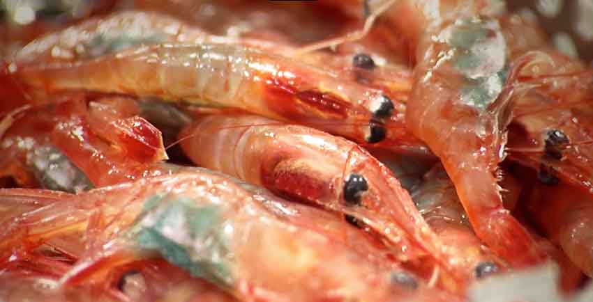 Read more about the article Færøerne: Rejetrawler vendt hjem efter lang fangstrejse med beskedent fiskeri