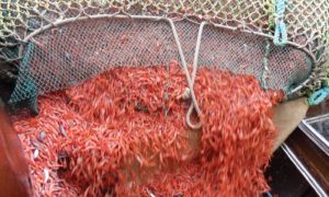 Nye trawlere rigges med færøsk fiskeriudstyr