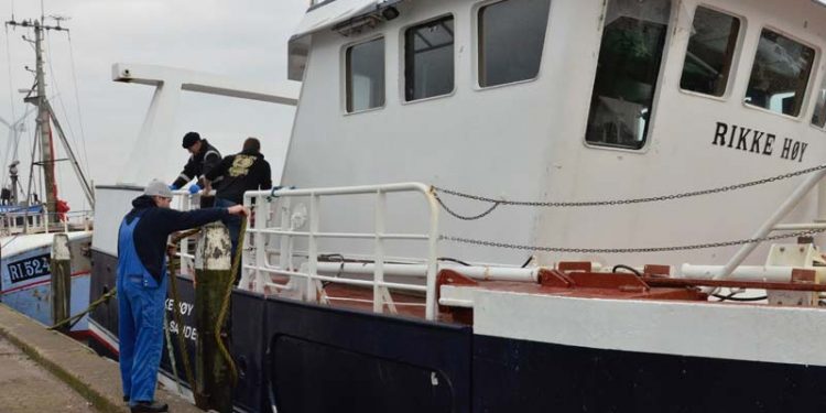 Fremragende tunge-fiskeri i Nordsøen.  foto: RI 244 Rikke Høy gør klar til at stævne ud igen efter tunger - FiskerForum