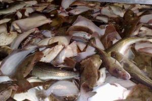 Det er ulovligt som lyst- og fritidsfisker at sælge fangsten.  arkivfoto: Fiskeridirektoratet