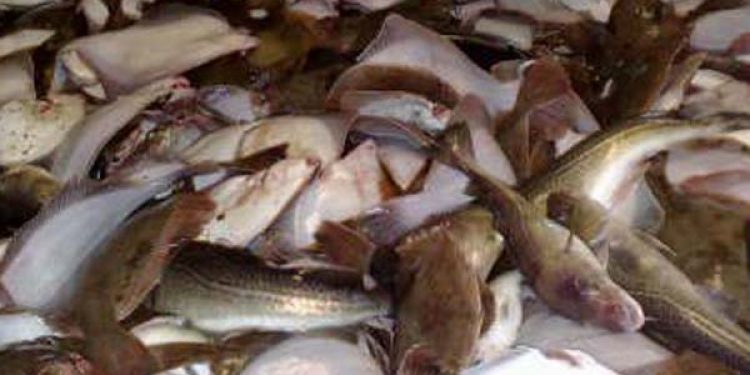 Det er ulovligt som lyst- og fritidsfisker at sælge fangsten.  arkivfoto: Fiskeridirektoratet