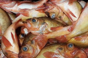 Alimex Seafood, som blandt andet handler med rødfisk, har for nylig offentliggjort regnskabet for 2023. arkivfoto