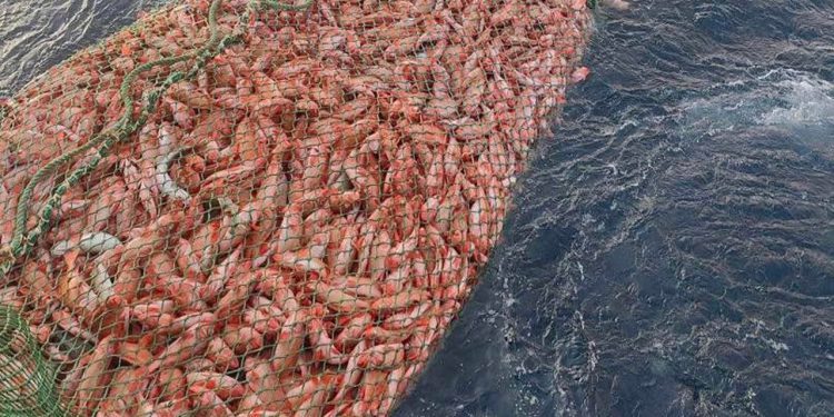 Men igen på denne anden tur gav det sidste slæb, næsten 9 tons rødfisk. foto: Kingefisher HM 555