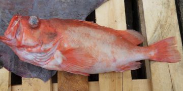 Den røde fisk, der er en fiskeart i gruppen dragehovedfisk, vokser som andre dybhavsfisk langsomt og kan blive op til 60 år gammel. foto: Wikip