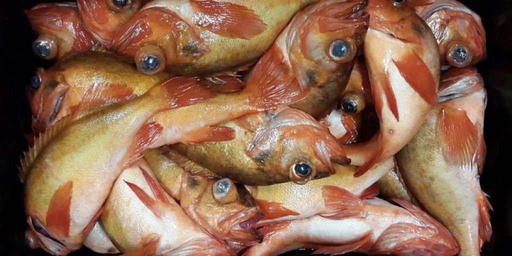 Færøerne: Den lille røde rovfisk giver fortsat en god afregning ...