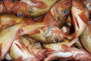 Færøerne: Den lille røde rovfisk giver fortsat en god afregning