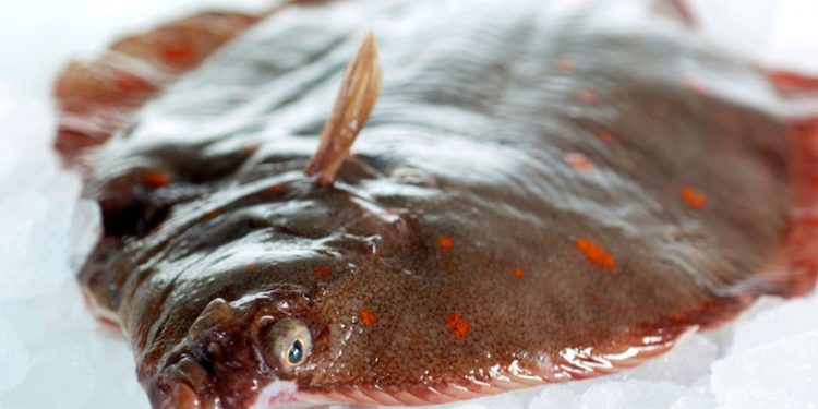 Få et lavere blodtryk ved at spise fisk   Foto: Rødspætte - 2GangeOmUgen