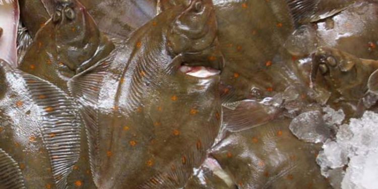 FKA-rationsfiskeri af rødspætter i Skagerrak