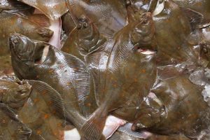 Ny aftale om fiskeri efter fladfisk i tysk område i Østersøen
