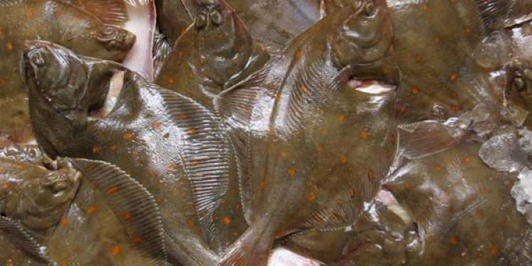 Ny aftale om fiskeri efter fladfisk i tysk område i Østersøen
