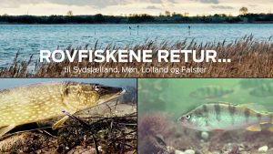 Ny video fortæller historien om brakvandsgedder på Sydsjælland, Møn, Falster og Lolland, i projektet »Rovfiskene Retur«. foto: Fiskepleje.dk