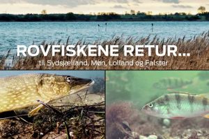 Ny video fortæller historien om brakvandsgedder på Sydsjælland, Møn, Falster og Lolland, i projektet »Rovfiskene Retur«. foto: Fiskepleje.dk