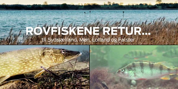 Ny video fortæller historien om brakvandsgedder på Sydsjælland, Møn, Falster og Lolland, i projektet »Rovfiskene Retur«. foto: Fiskepleje.dk