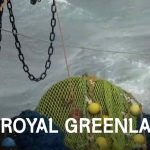 Efter to økonomisk stormfulde år med milliontab ror Royal Greenland nu i smult vande. Selvom overskuddet på 6 millioner kroner er beskedent, vidner det nye årsregnskab om en effektiv oprydning, stram omkostningsstyring og en direktion, der nu er solidt forankret i Grønland. foto: Royal Greenland