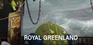 Efter to økonomisk stormfulde år med milliontab ror Royal Greenland nu i smult vande. Selvom overskuddet på 6 millioner kroner er beskedent, vidner det nye årsregnskab om en effektiv oprydning, stram omkostningsstyring og en direktion, der nu er solidt forankret i Grønland. foto: Royal Greenland