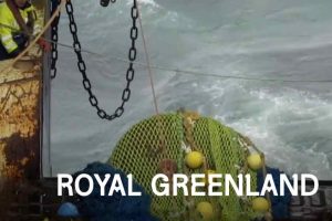 Efter to økonomisk stormfulde år med milliontab ror Royal Greenland nu i smult vande. Selvom overskuddet på 6 millioner kroner er beskedent, vidner det nye årsregnskab om en effektiv oprydning, stram omkostningsstyring og en direktion, der nu er solidt forankret i Grønland. foto: Royal Greenland